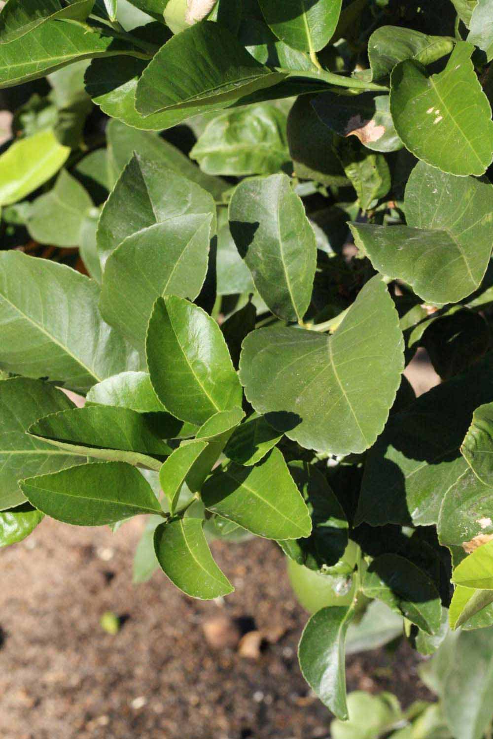              Sun leaves (Riverside, CA)       